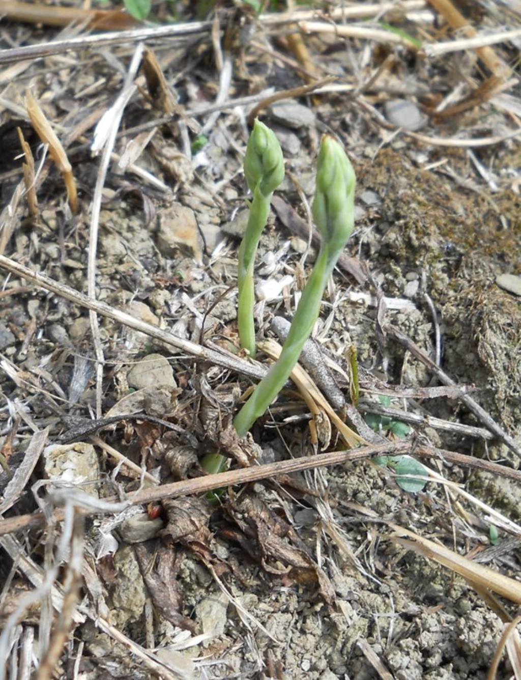 Spiranthes spiralis: riassunto...